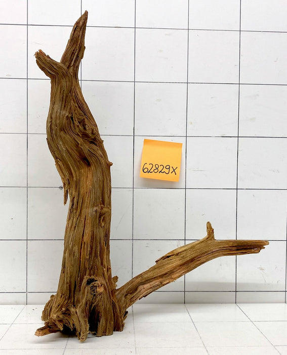 62829X - XINGU Wood Wurzelholz mit geschnittener Grundfläche