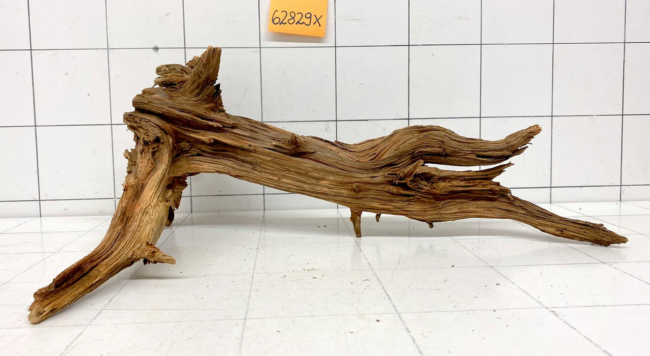 62829X - XINGU Wood Wurzelholz mit geschnittener Grundfläche