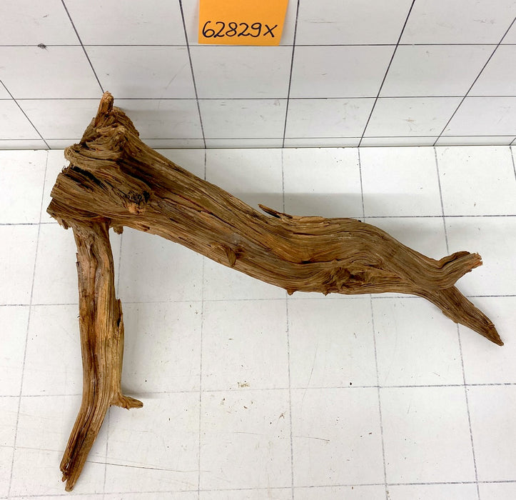 62829X - XINGU Wood Wurzelholz mit geschnittener Grundfläche