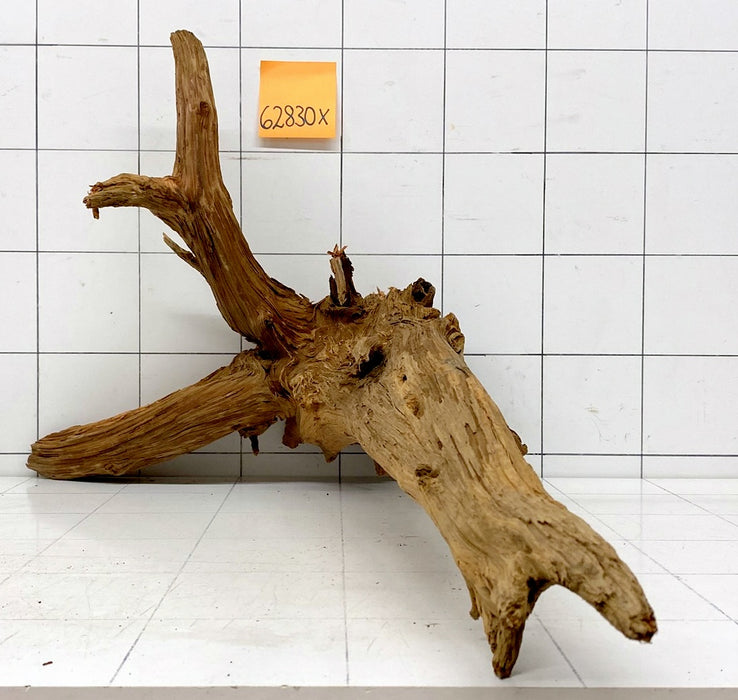 62830X - XINGU Wood Wurzelholz mit geschnittener Grundfläche