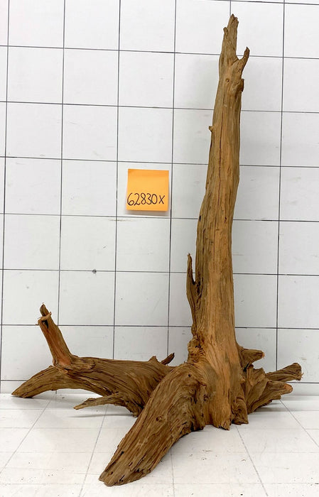 62830X - XINGU Wood Wurzelholz mit geschnittener Grundfläche