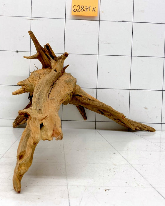 62831X - XINGU Wood Wurzelholz mit geschnittener Grundfläche