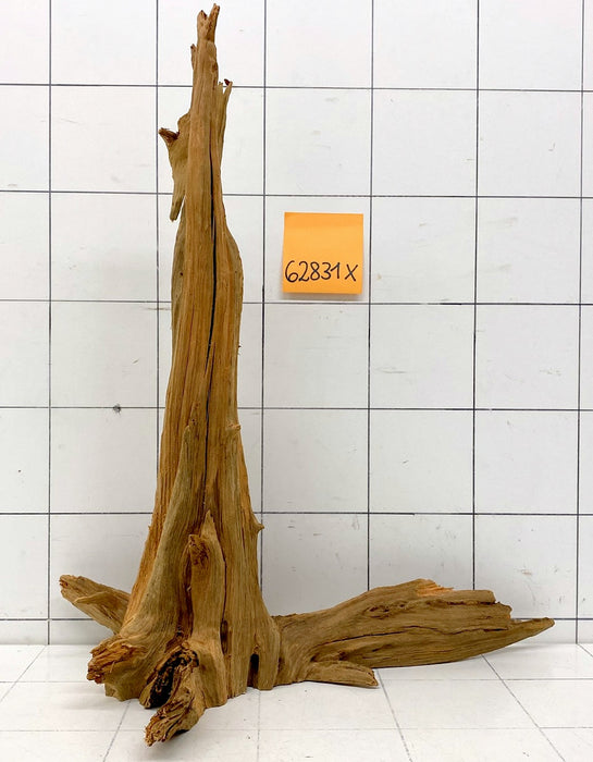62831X - XINGU Wood Wurzelholz mit geschnittener Grundfläche