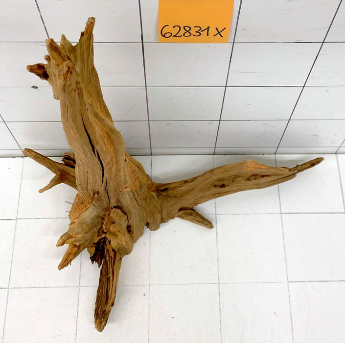 62831X - XINGU Wood Wurzelholz mit geschnittener Grundfläche
