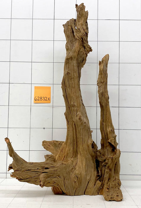 62832X - XINGU Wood Wurzelholz mit geschnittener Grundfläche