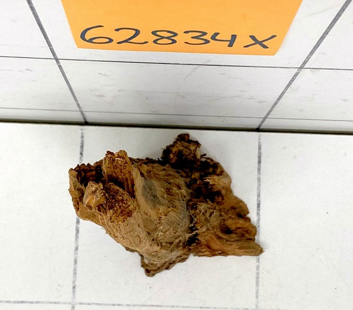 62834X - XINGU Wood Wurzelholz mit geschnittener Grundfläche
