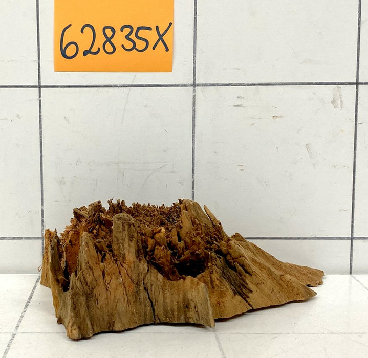 62835X - XINGU Wood Wurzelholz mit geschnittener Grundfläche