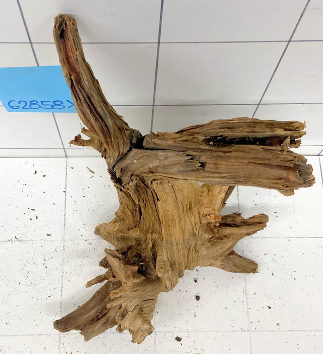 62858X - XINGU Wood Wurzelholz mit geschnittener Grundfläche