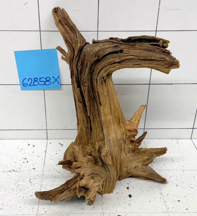 62858X - XINGU Wood Wurzelholz mit geschnittener Grundfläche