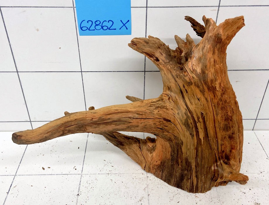 62862X - XINGU Wood Wurzelholz mit geschnittener Grundfläche