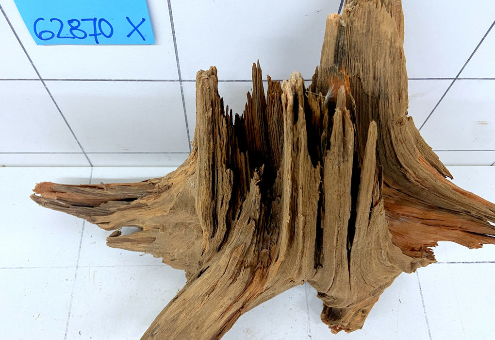 62870X - XINGU Wood Wurzelholz mit geschnittener Grundfläche