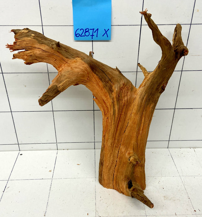 62871X - XINGU Wood Wurzelholz mit geschnittener Grundfläche