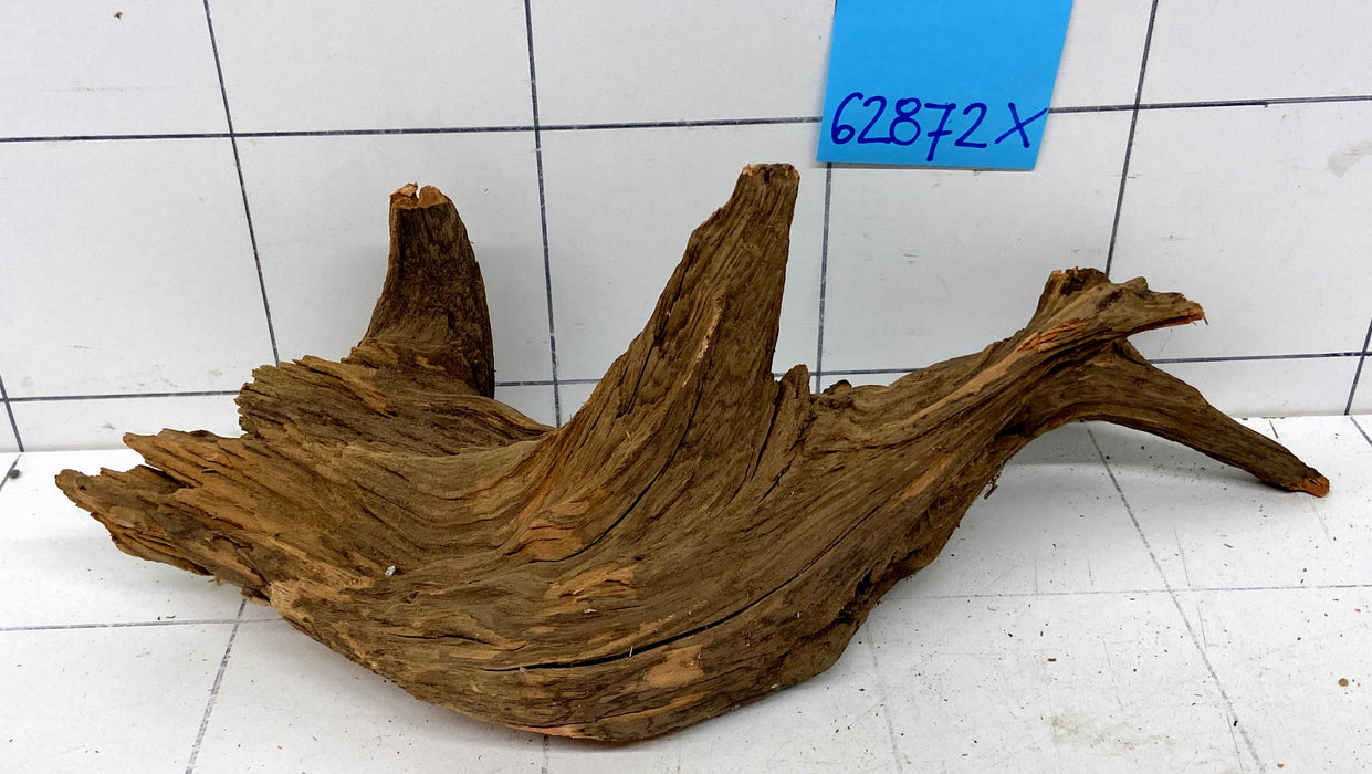 62872X - XINGU Wood Wurzelholz mit geschnittener Grundfläche