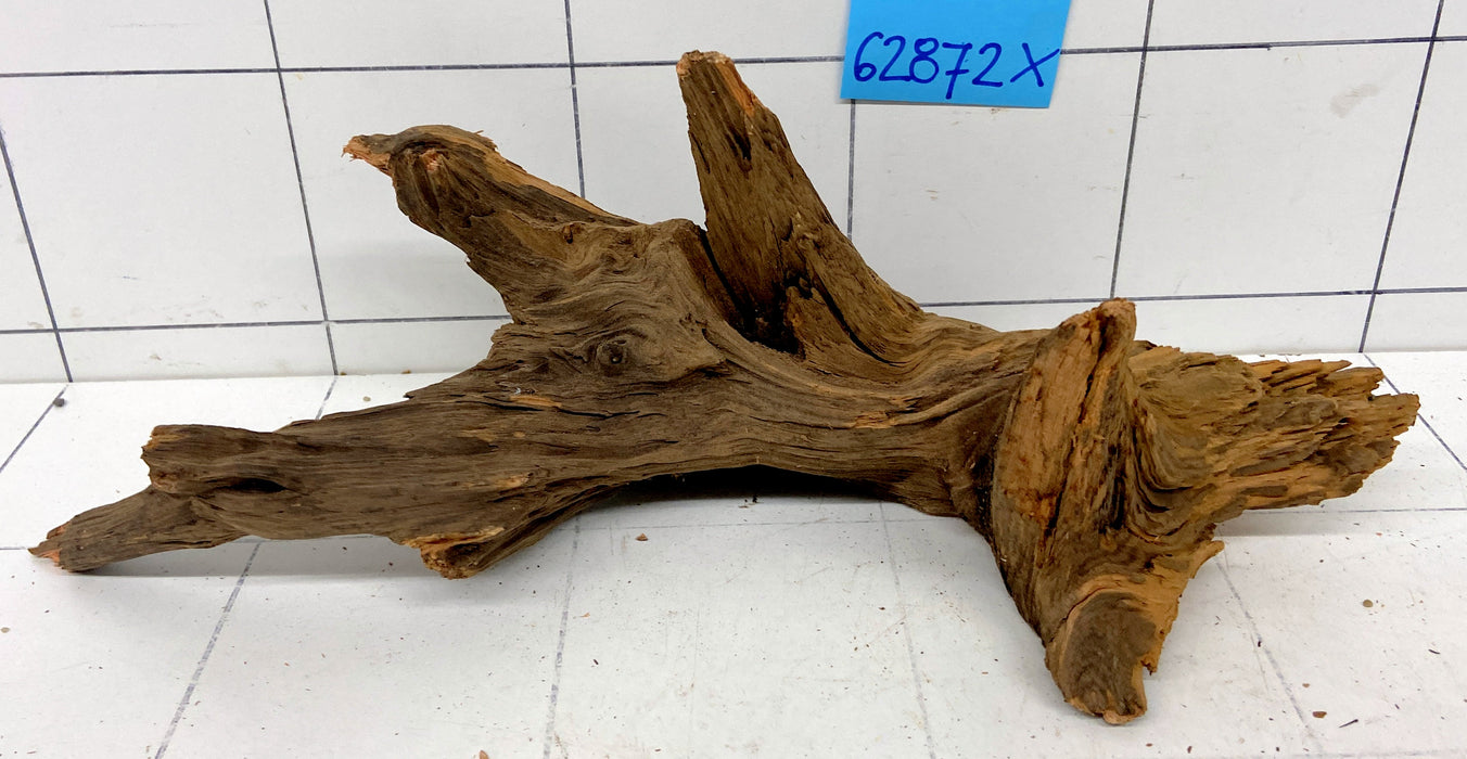 62872X - XINGU Wood Wurzelholz mit geschnittener Grundfläche
