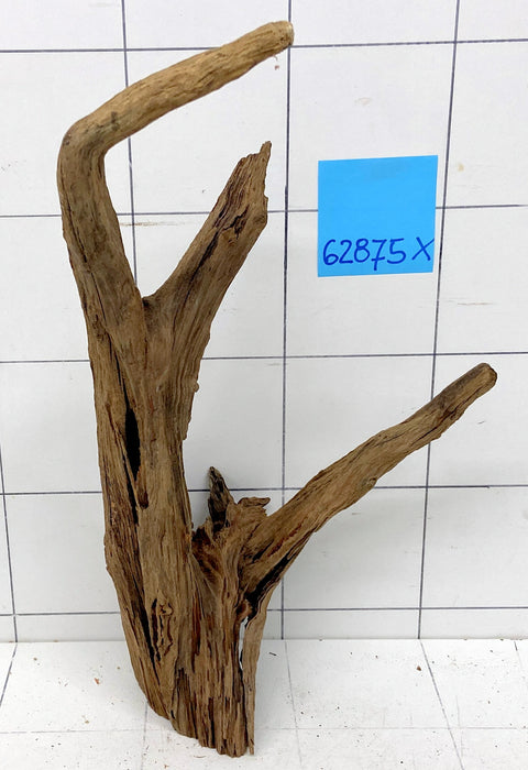 62875X - XINGU Wood Wurzelholz mit geschnittener Grundfläche