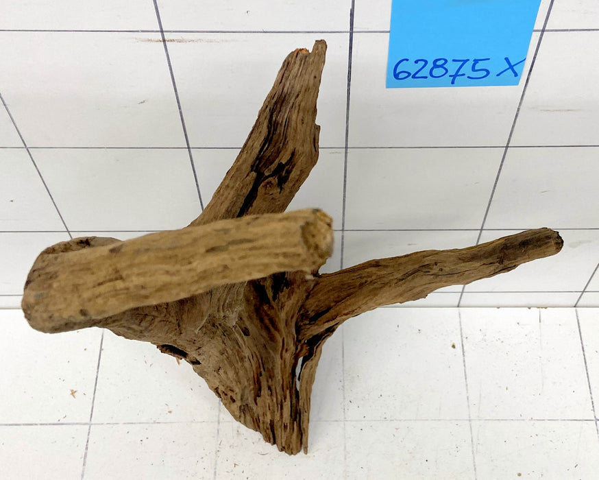 62875X - XINGU Wood Wurzelholz mit geschnittener Grundfläche