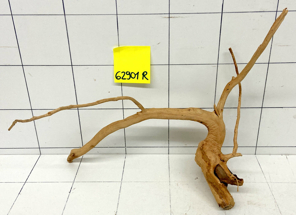 62901R Fingerwood / Rote Moorwurzel Holz