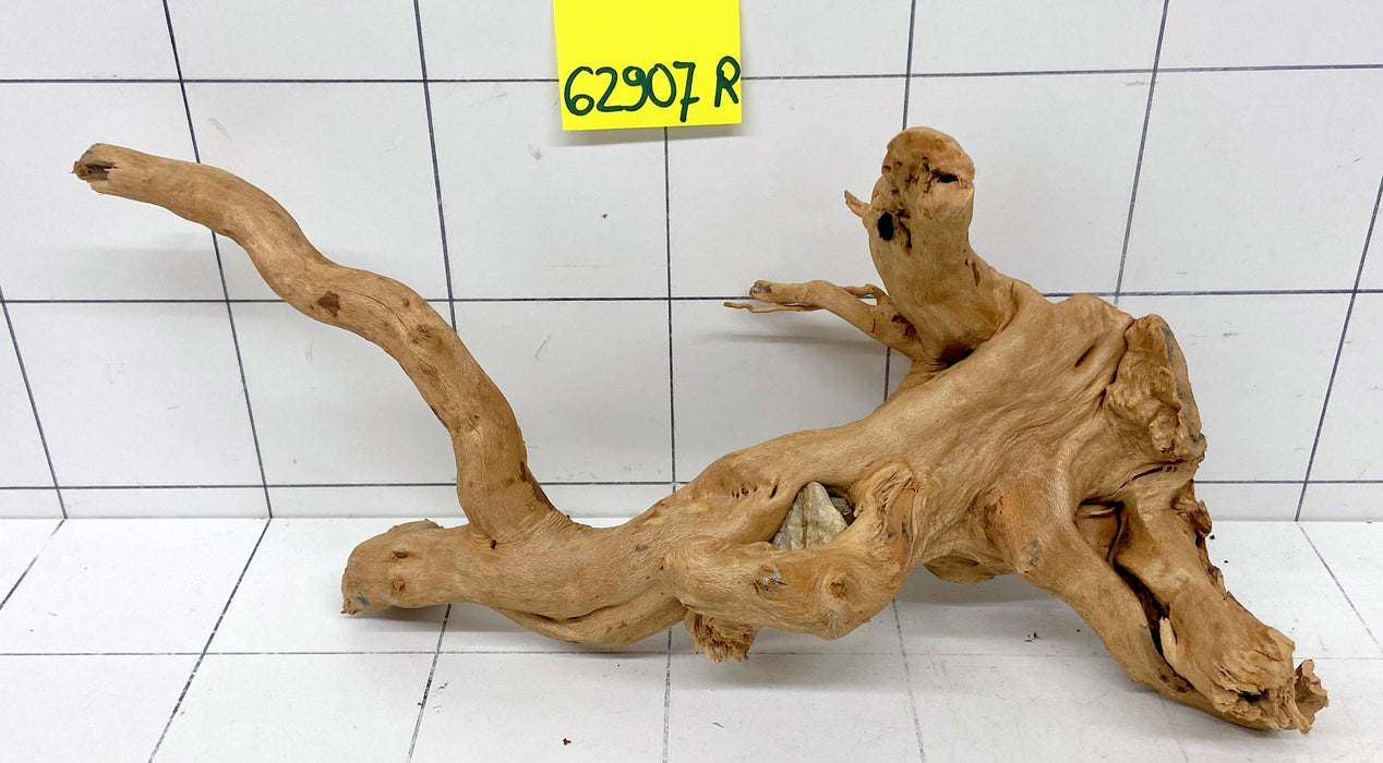 62907R Fingerwood / Rote Moorwurzel Holz