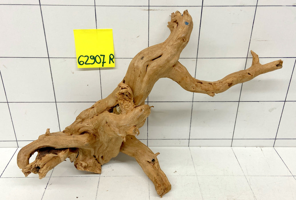 62907R Fingerwood / Rote Moorwurzel Holz