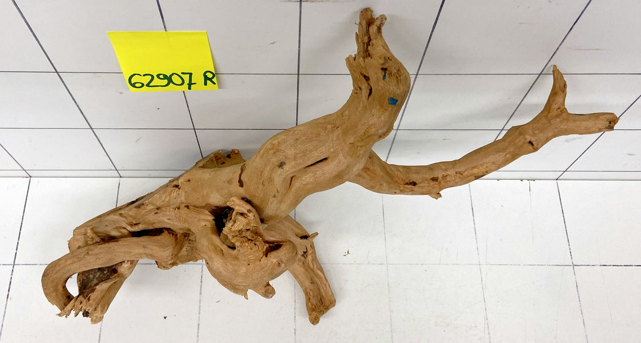 62907R Fingerwood / Rote Moorwurzel Holz