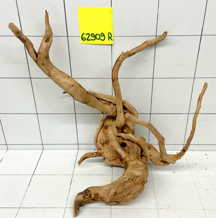 62909R Fingerwood / Rote Moorwurzel Holz
