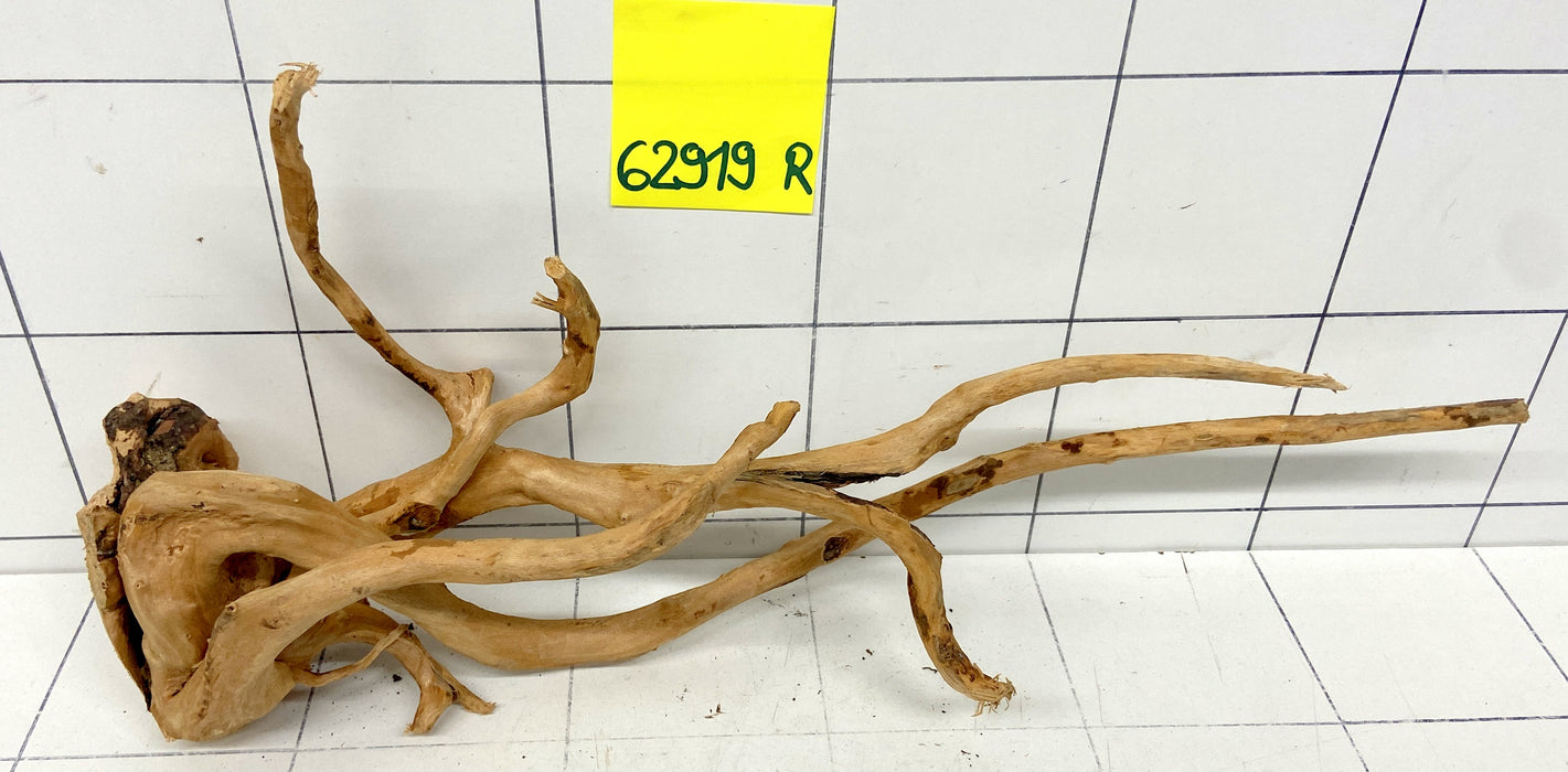 62919R Fingerwood / Rote Moorwurzel Holz