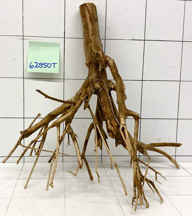 62950T Talawa Wurzel Holz