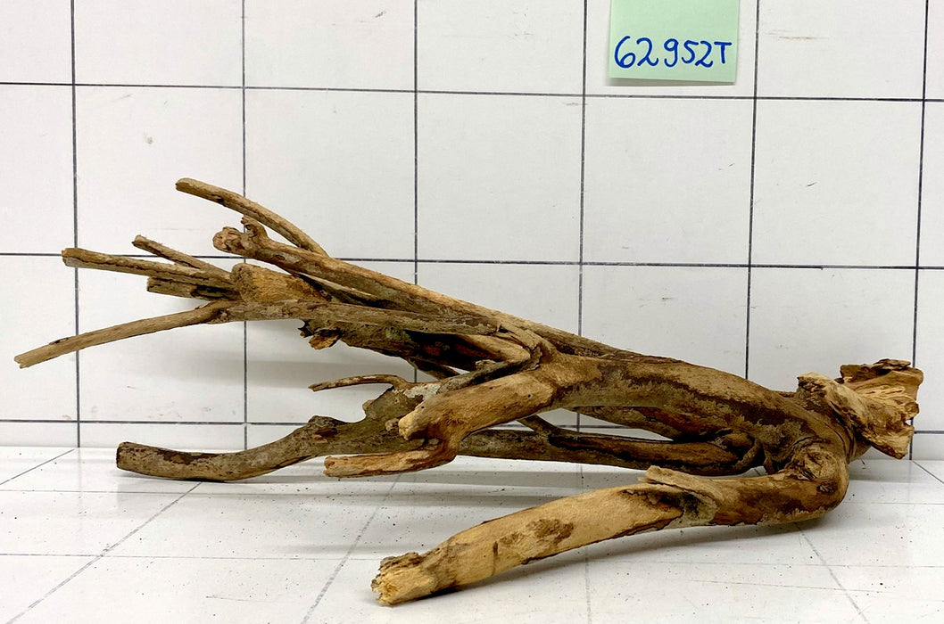 62952T Talawa Wurzel Holz
