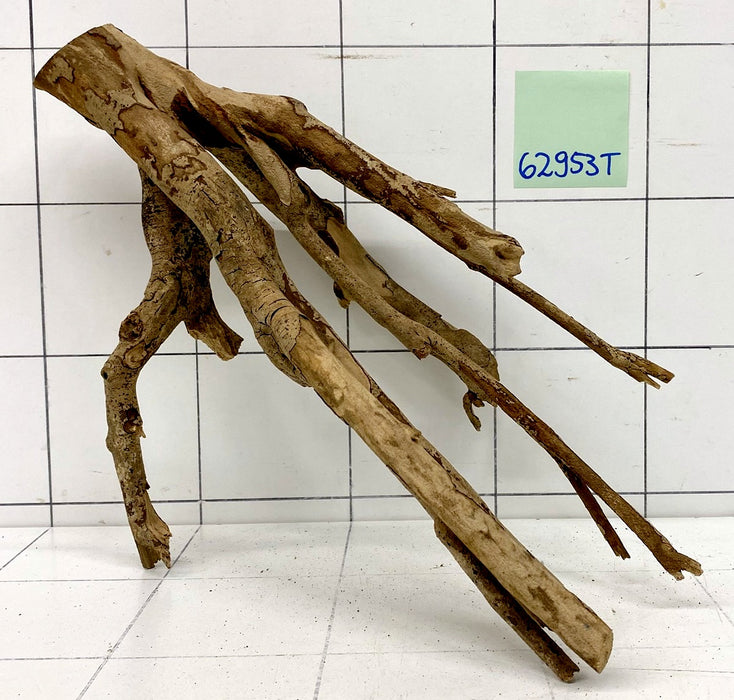 62953T Talawa Wurzel Holz