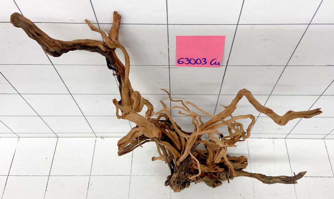 63003Cu - Curlwood Wurzel Holz