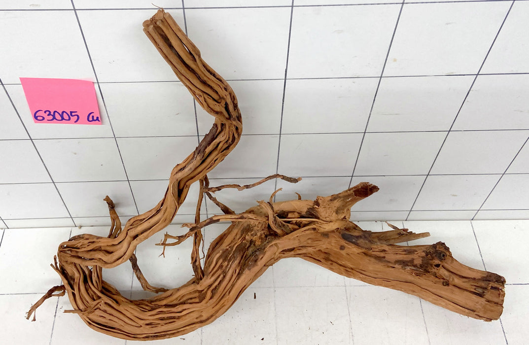 63005Cu - Curlwood Wurzel Holz
