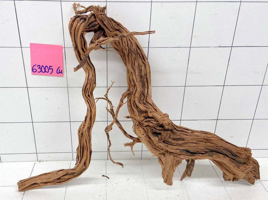 63005Cu - Curlwood Wurzel Holz