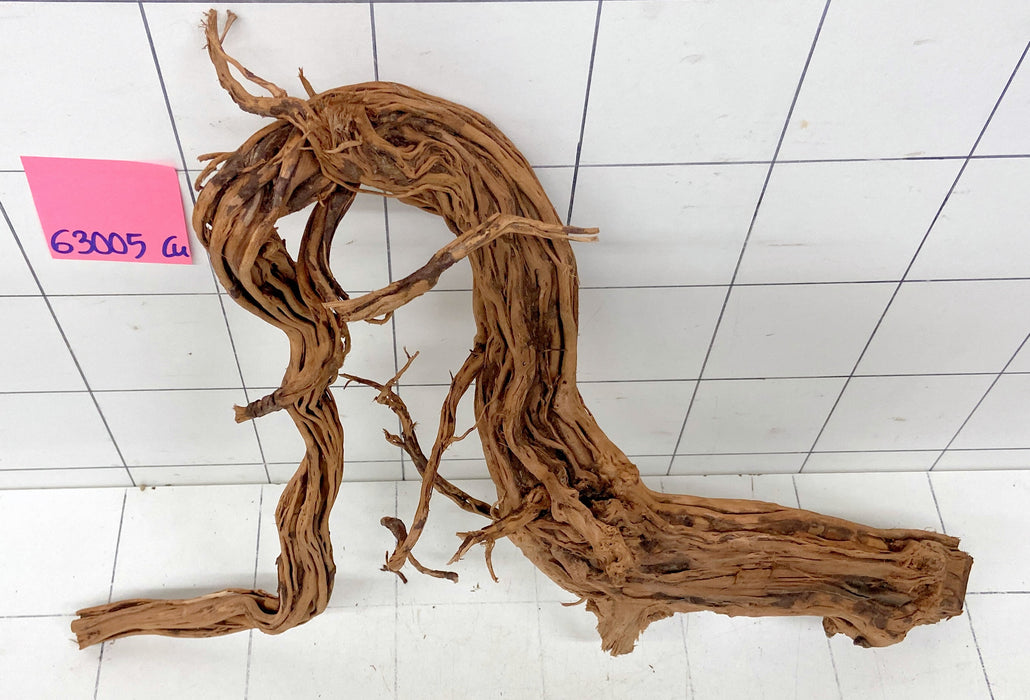 63005Cu - Curlwood Wurzel Holz