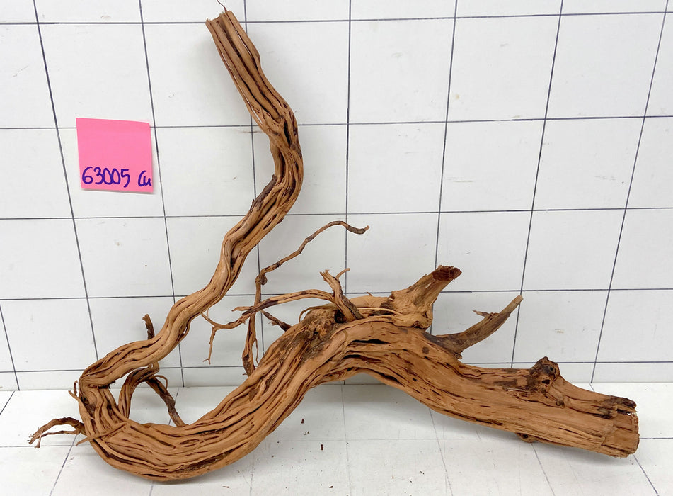 63005Cu - Curlwood Wurzel Holz