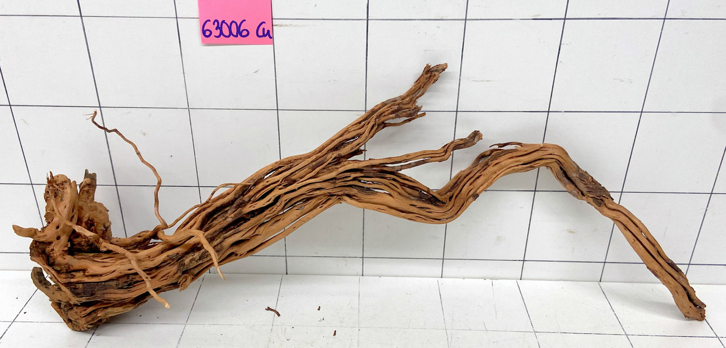 63006Cu - Curlwood Wurzel Holz