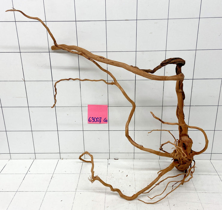 63007Cu - Curlwood Wurzel Holz
