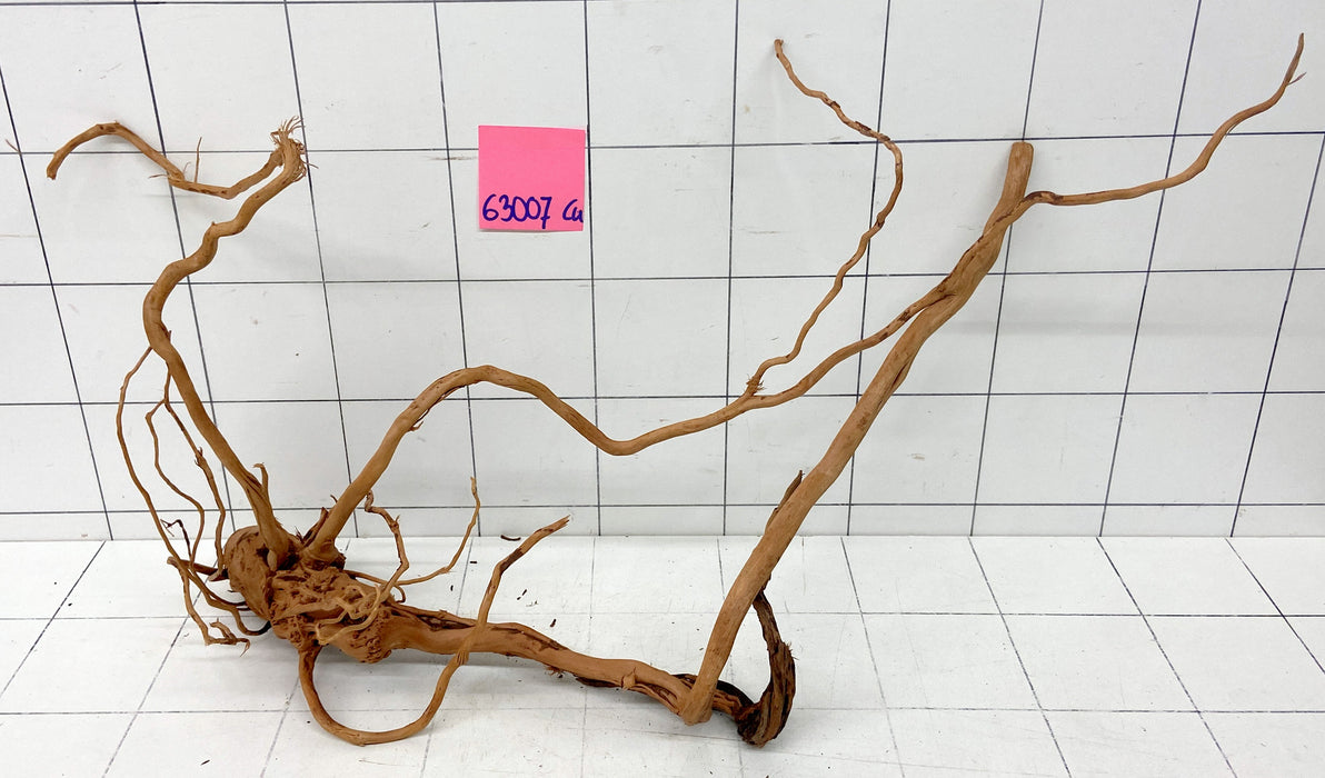 63007Cu - Curlwood Wurzel Holz