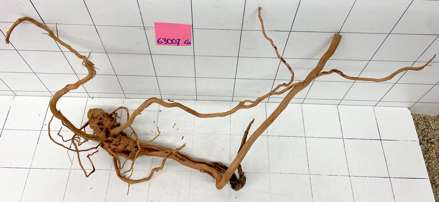 63007Cu - Curlwood Wurzel Holz