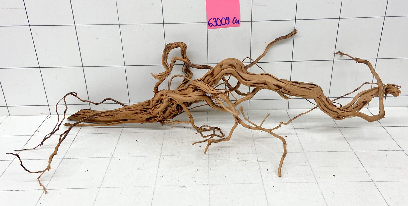 63009Cu - Curlwood Wurzel Holz