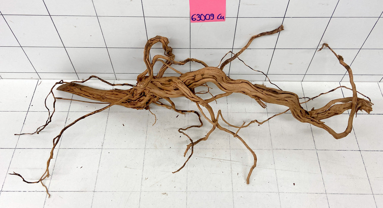 63009Cu - Curlwood Wurzel Holz