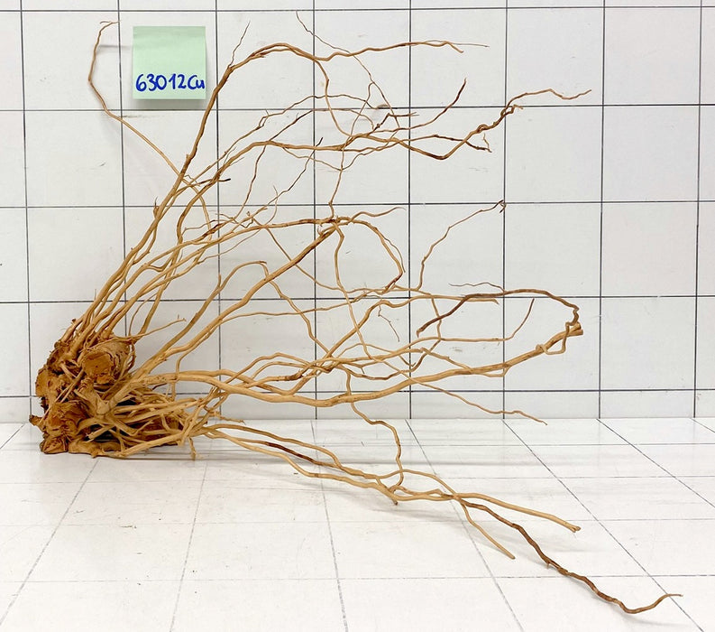 63012Cu - Curlwood Wurzel Holz