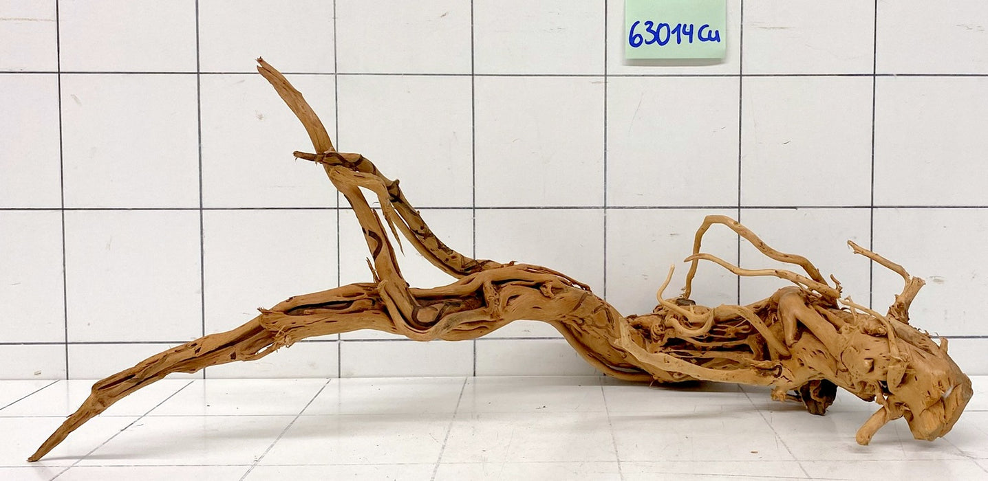 63014Cu - Curlwood Wurzel Holz