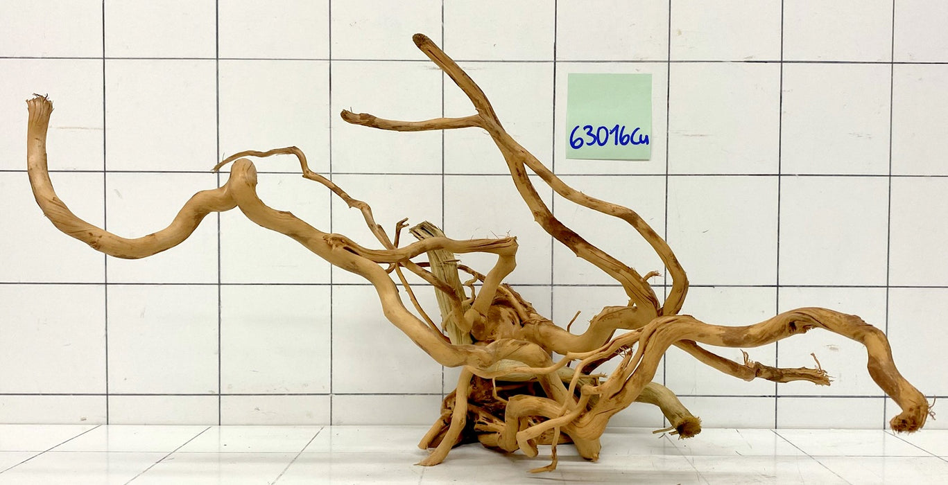 63016Cu - Curlwood Wurzel Holz