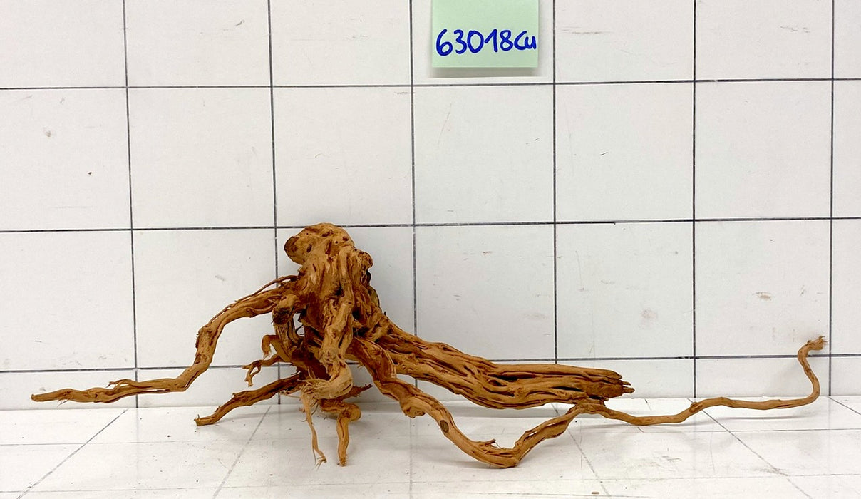 63018Cu - Curlwood Wurzel Holz