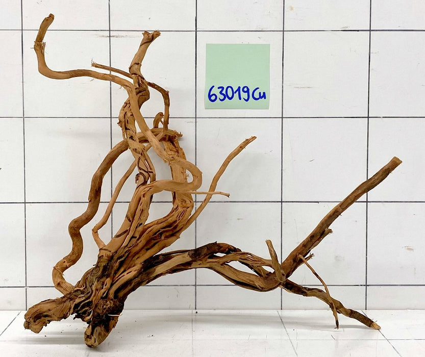 63019Cu - Curlwood Wurzel Holz