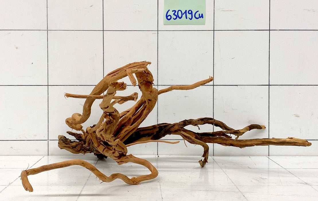 63019Cu - Curlwood Wurzel Holz