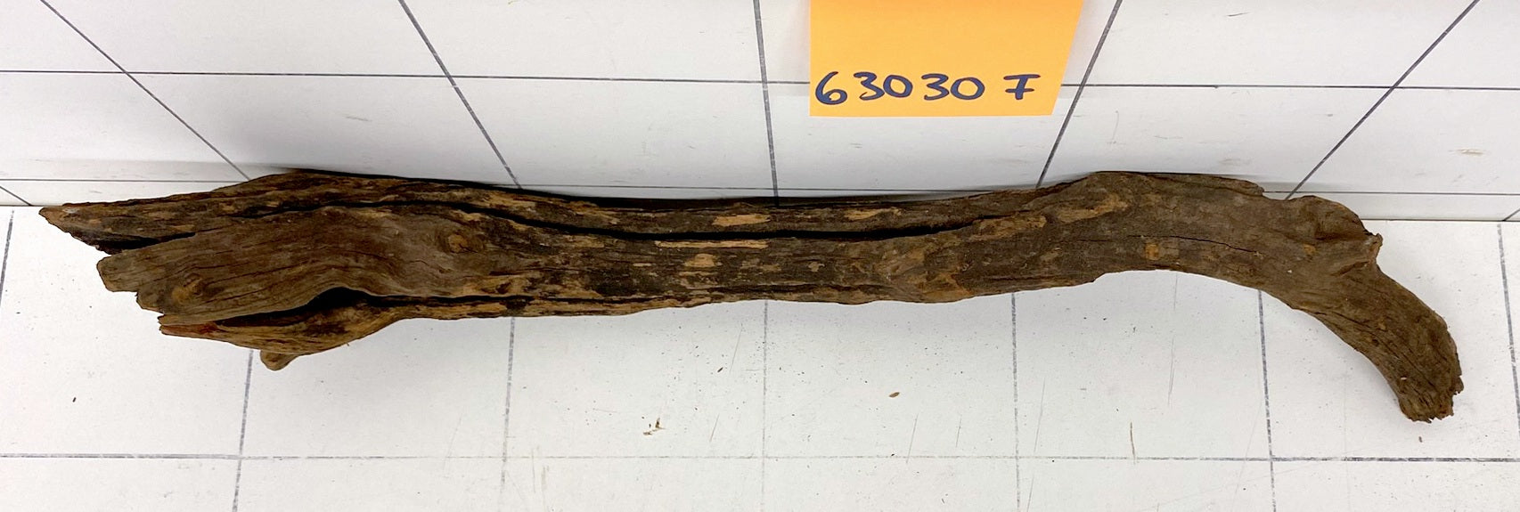 63030F Flussholz / Driftwood / Flusswurzel