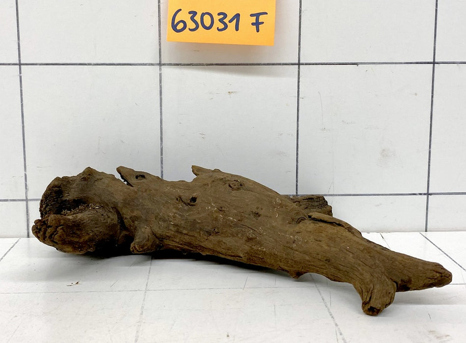 63031F Flussholz / Driftwood / Flusswurzel