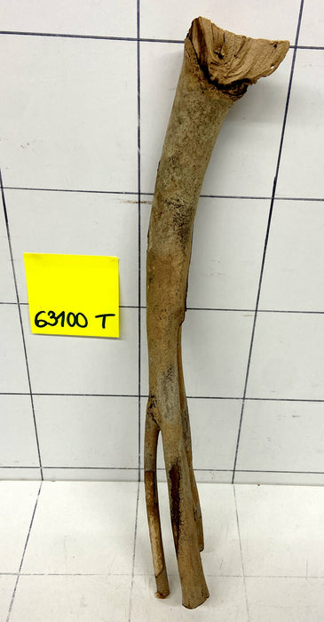 63100T Talawa Wurzel Holz
