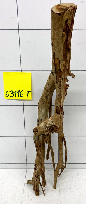 63116T Talawa Wurzel Holz